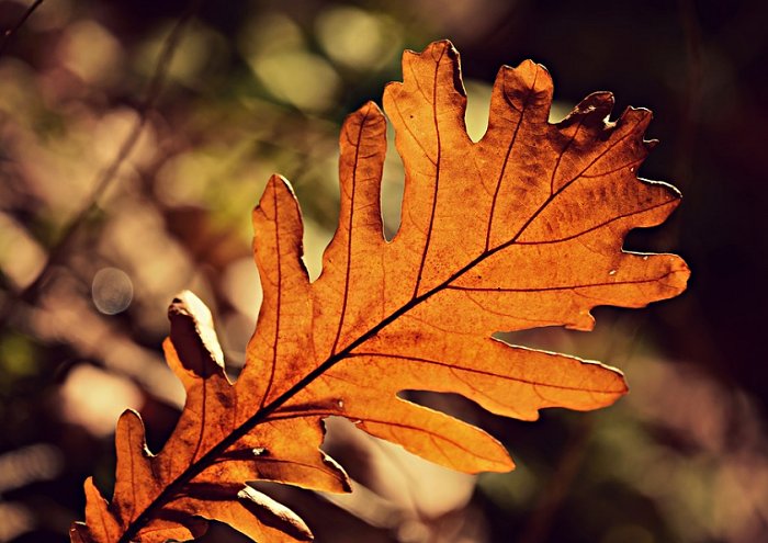 Acorn Leaf Autumn Color Vein Pattern Fall 